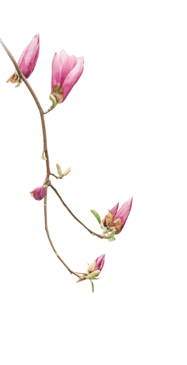 Career decoration image